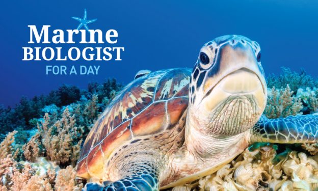 Marine Biologist for a Day - Ocean Life Education