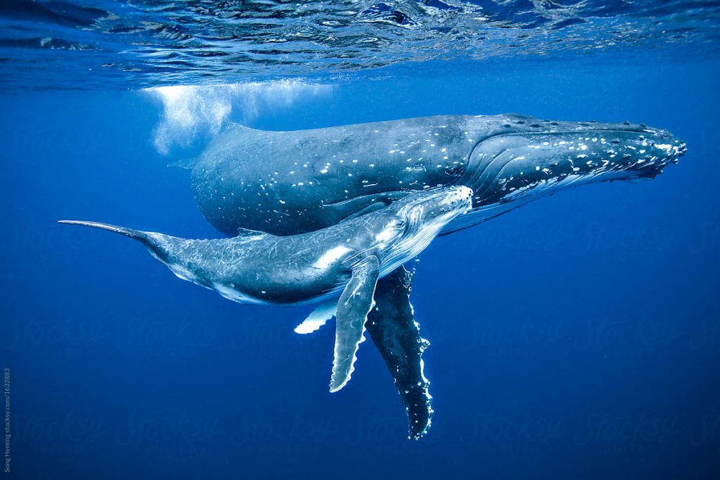 Annual Humpback Whale Migration – East Coast Australia - Ocean Life