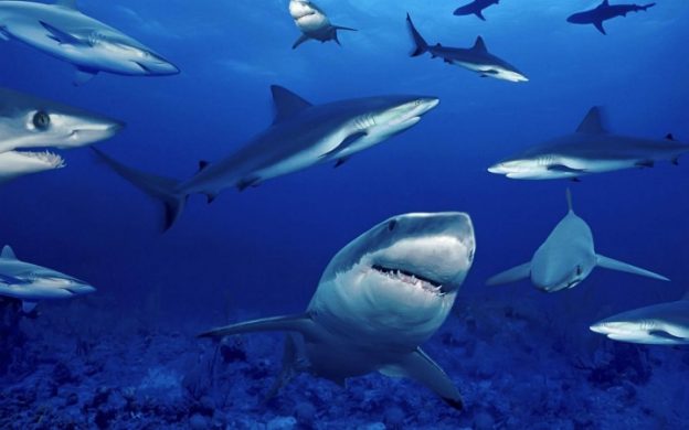 Amazing Sharks Facts Quiz - Ocean Life Education