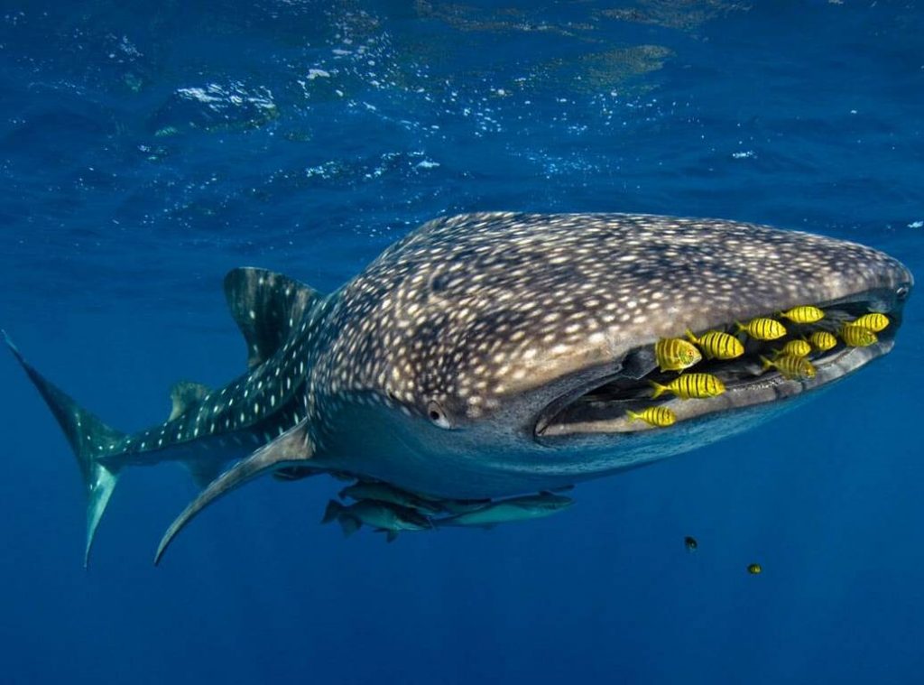 Whale Shark Fast Facts - Ocean Life Education