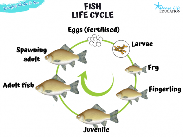 Life Cycle Of Fish For Grade 1