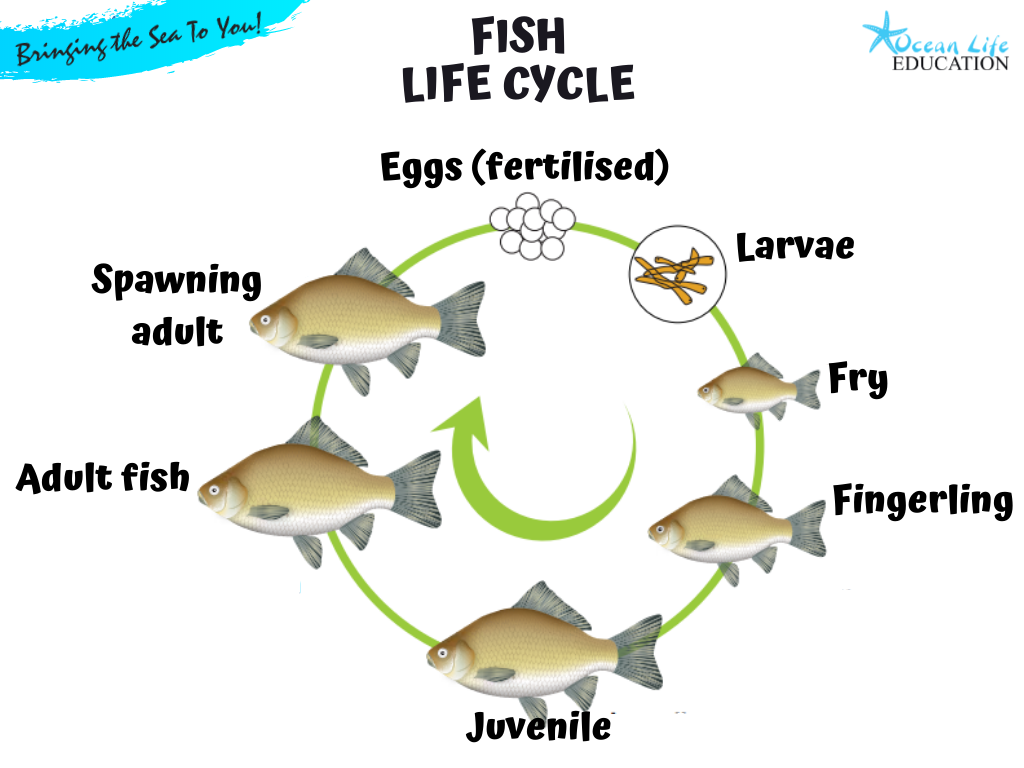 Fish Life Cycle Diagram Ocean Life Education