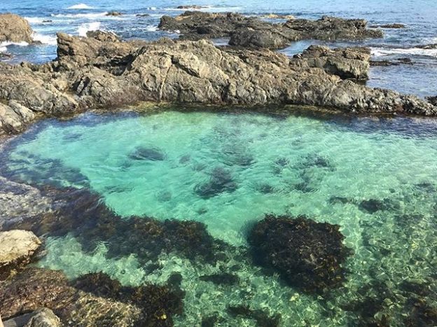 Sunshine Coast Rockpool Guide - Ocean Life Education