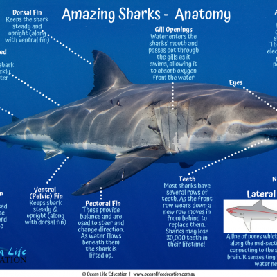 Shark Resources and Courses - Ocean Life Education