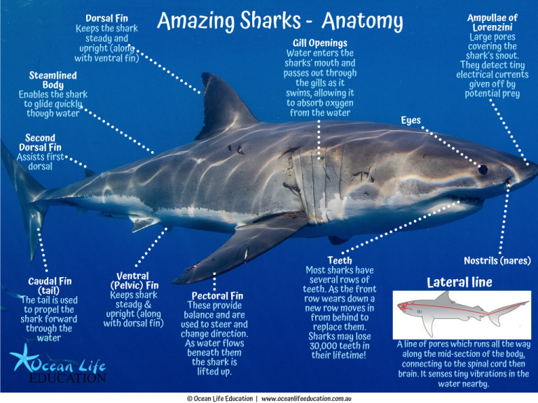 shark adaptation Archives Ocean Life Education