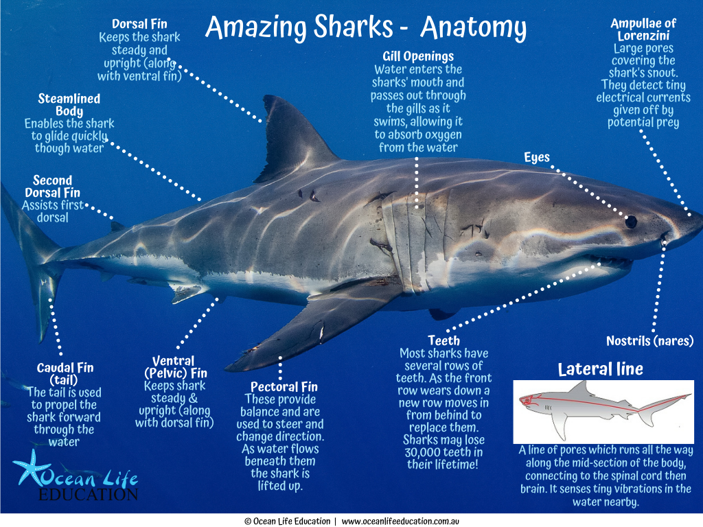 Shark Diagram For Kids