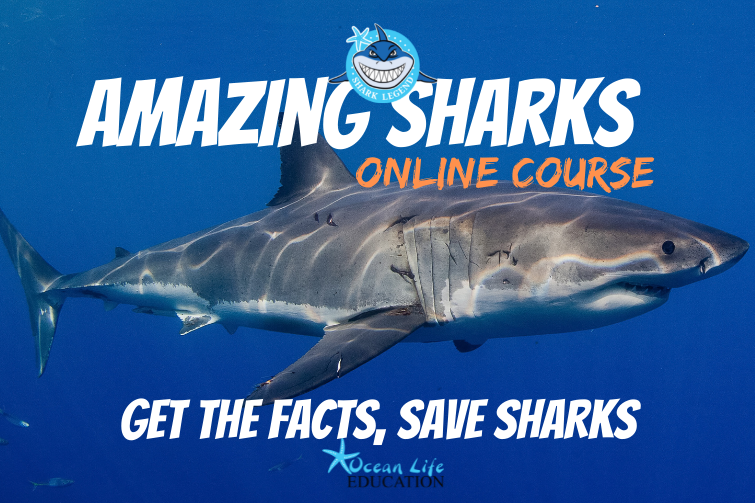 Amazing sharks course