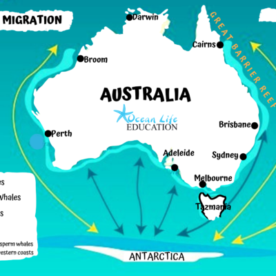 Humpback Whale Teaching Resources - Ocean Life Education