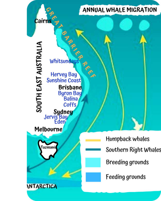 Humpback Whale Migration Guide - Ocean Life Education