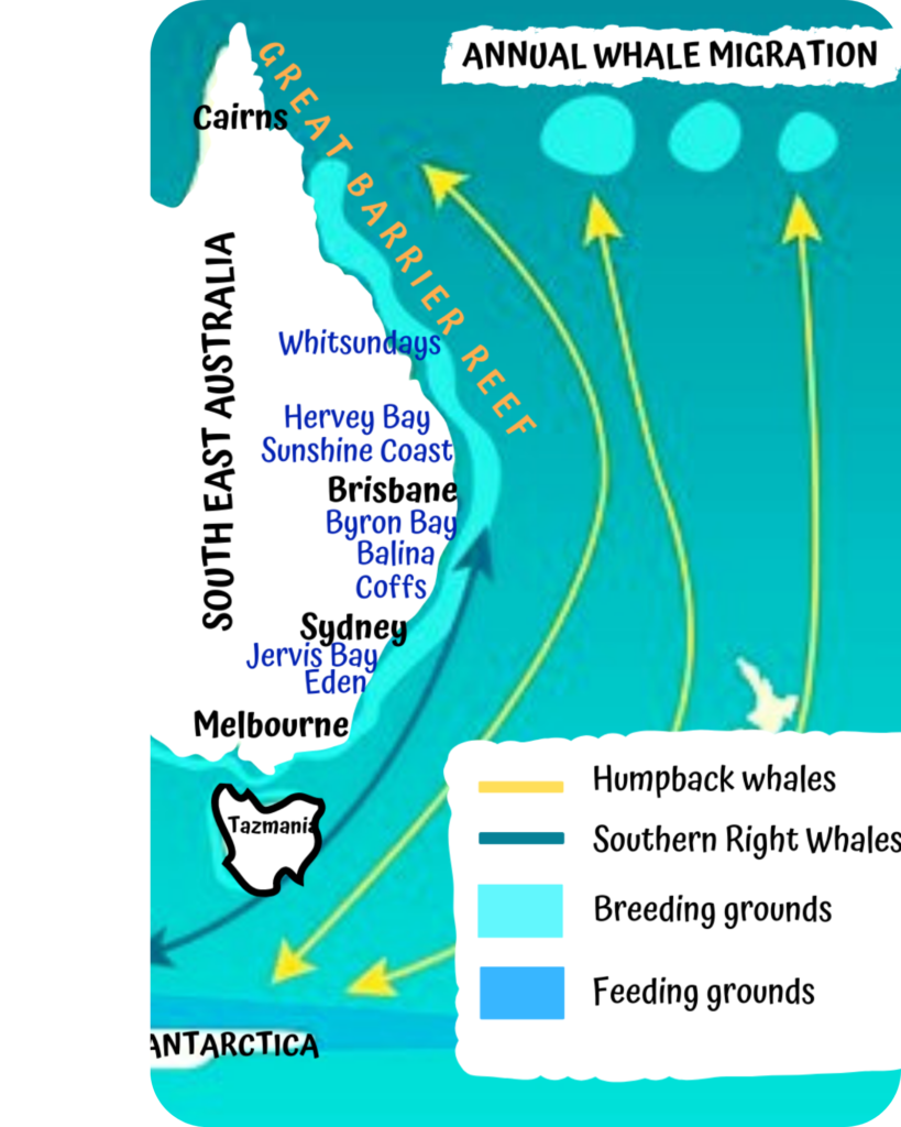 Pacific Humpback Whale Migration Card Frankos Maps - vrogue.co