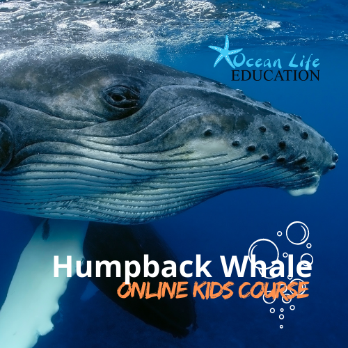 Humpback Whale Migration Guide Ocean Life Education