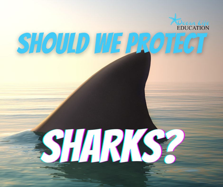 Should We Protect Sharks? | Ocean Life Education