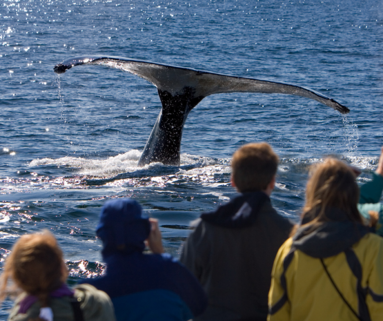 Where To See The Annual Humpback Migration On East Coast Australia