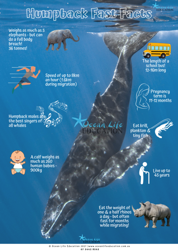 humpback whale | Ocean Life Education