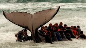 Whale Rescue Coolum 1996