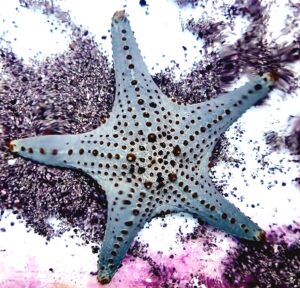 Sand Sea Star