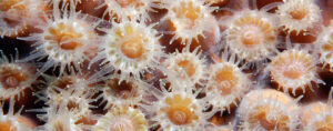 coral polyps