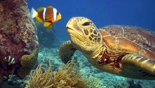 Open Ocean Habitat