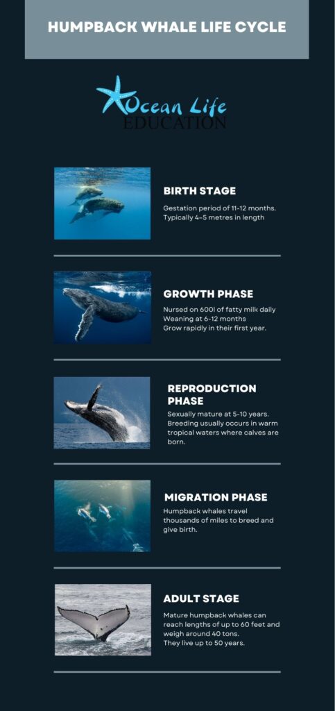 Humpback whale life cycle resource