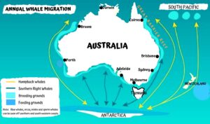 Humpback migration map Australia