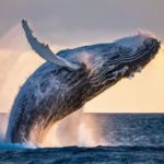 Humpback Whale Life Cycles